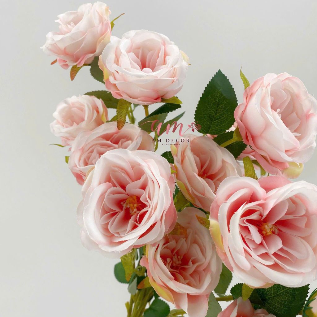 CÀNH HỒNG BÚP 6B