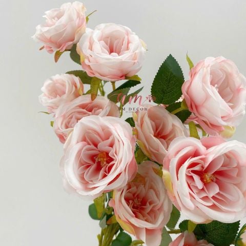  CÀNH HỒNG BÚP 6B 