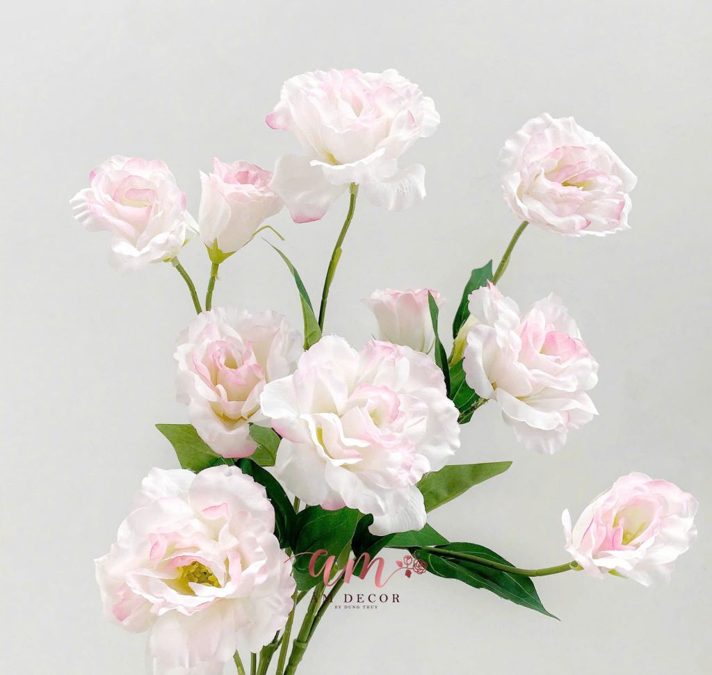 CÁT TƯỜNG HỒNG