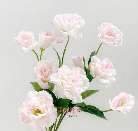  CÁT TƯỜNG HỒNG 