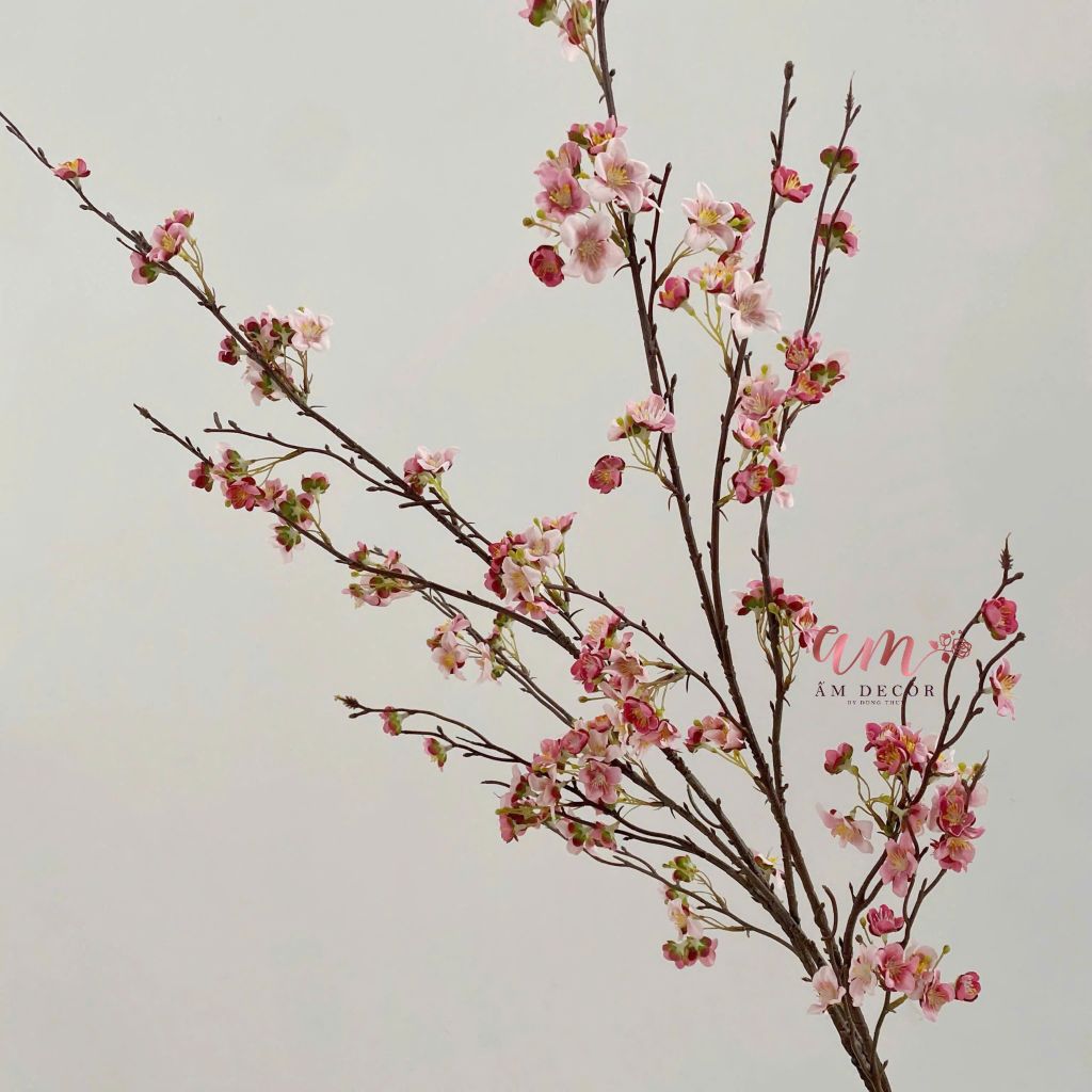 CÀNH HOA MẬN DẠI