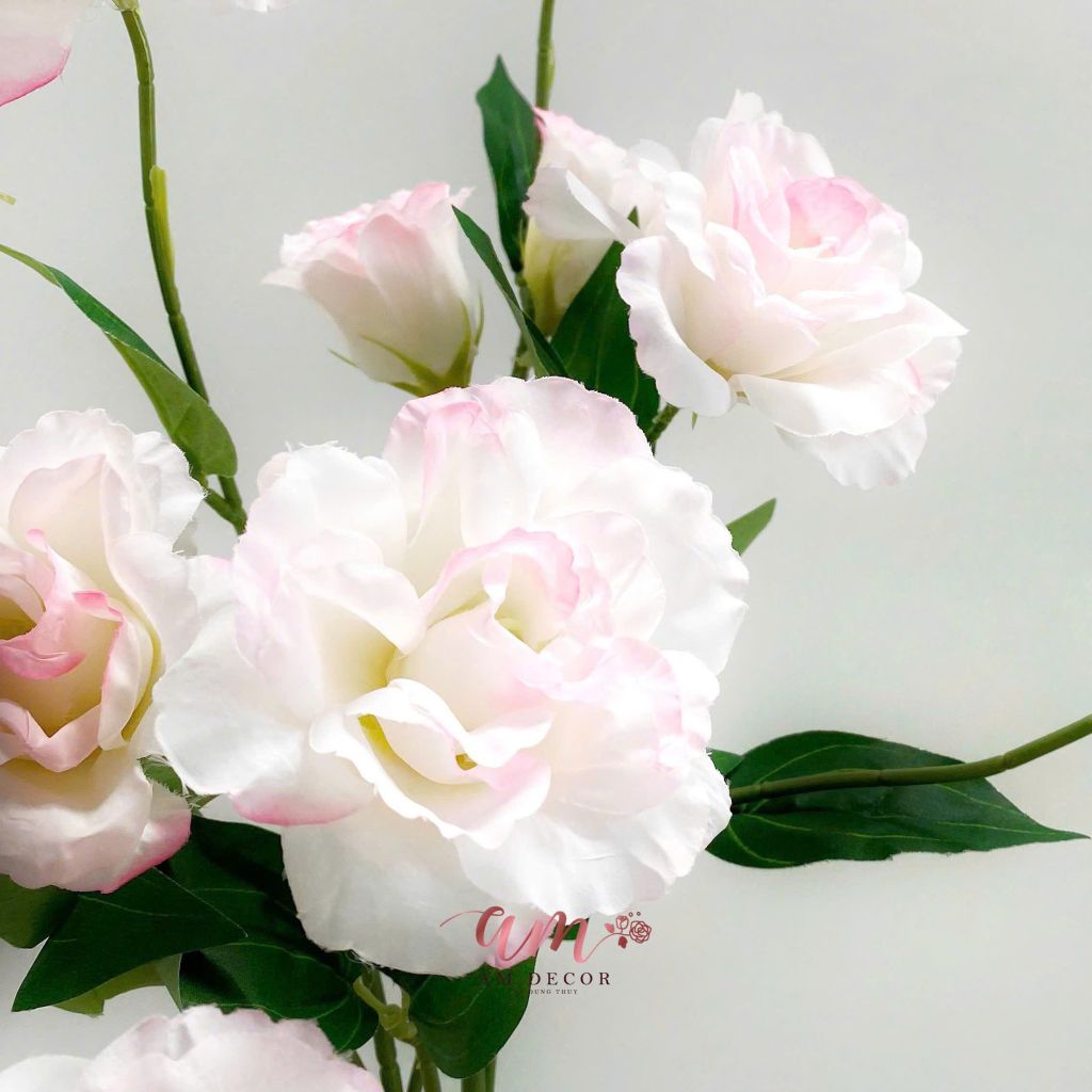 CÁT TƯỜNG HỒNG