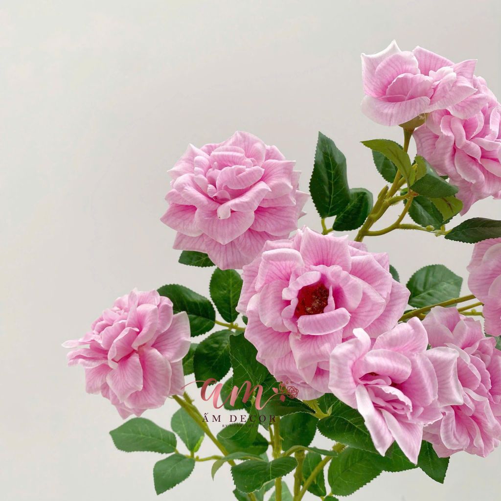 HOA HỒNG ANH BÔNG NỞ ( Hồng)