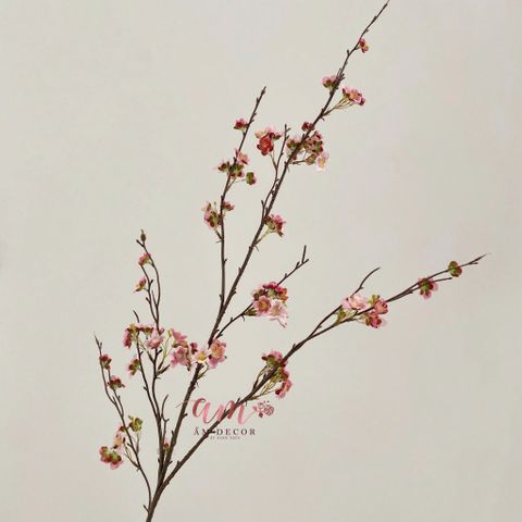  CÀNH HOA MẬN DẠI 