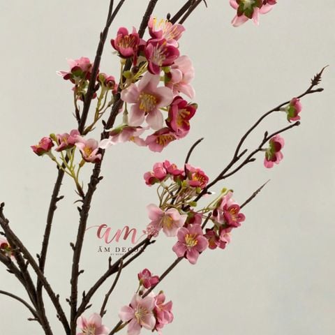  CÀNH HOA MẬN DẠI 