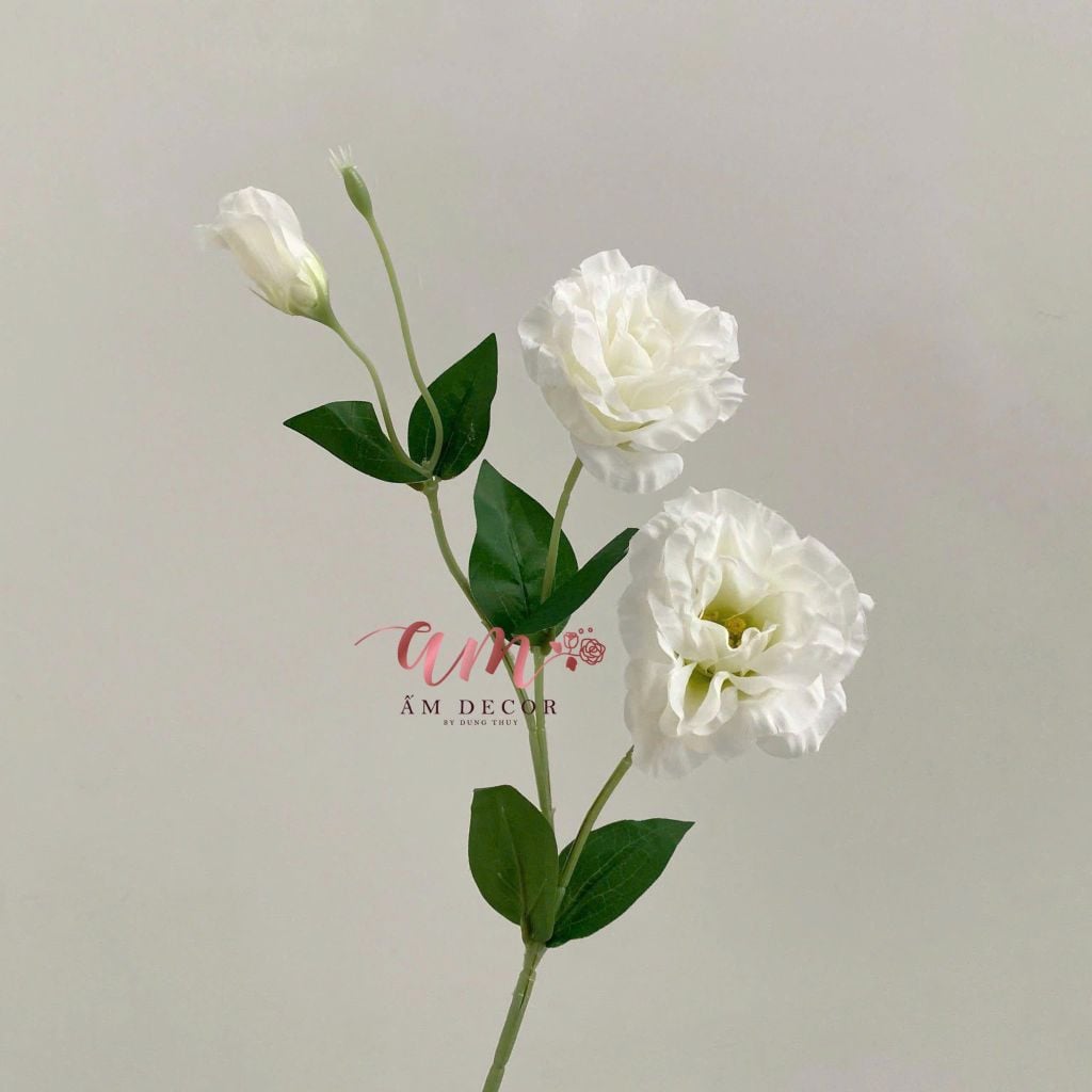 CÁT TƯỜNG THÁI TRẮNG