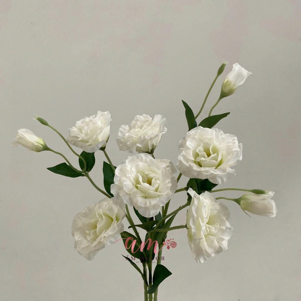 CÁT TƯỜNG THÁI TRẮNG