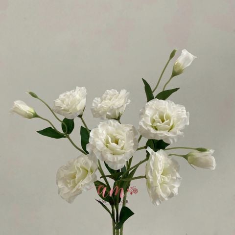  CÁT TƯỜNG THÁI TRẮNG 