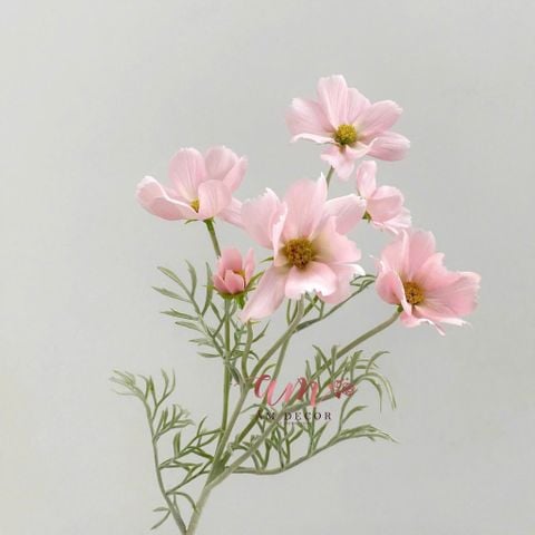  COSMOS (Hồng) 