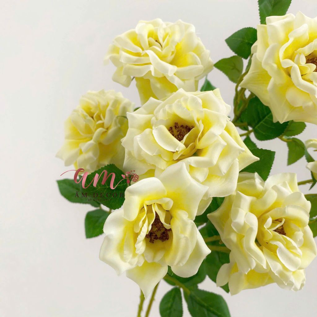 HOA HỒNG ANH BÔNG NỞ (Vàng)