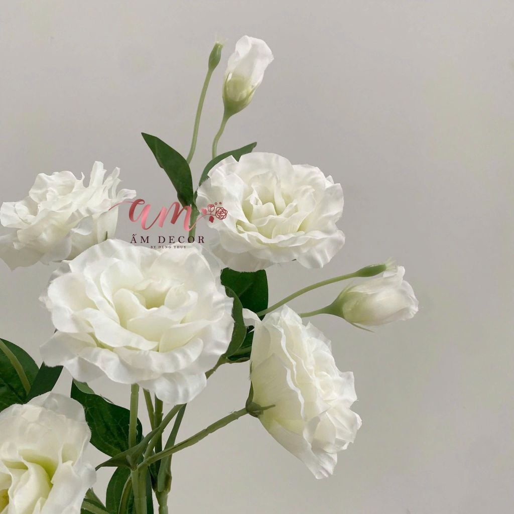 CÁT TƯỜNG THÁI TRẮNG