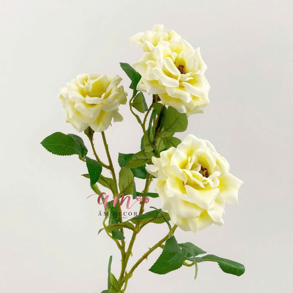HOA HỒNG ANH BÔNG NỞ (Vàng)