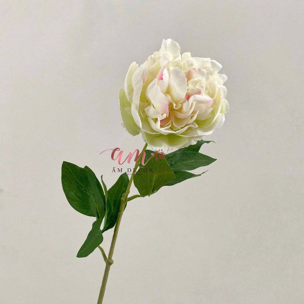 ZMẪU ĐƠN PHÙ DUNG