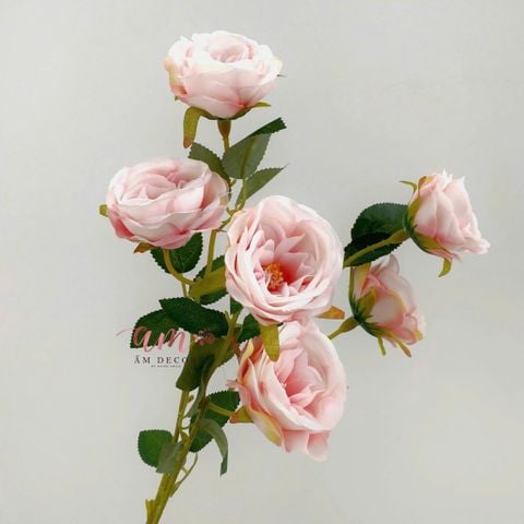  CÀNH HỒNG BÚP 6B 