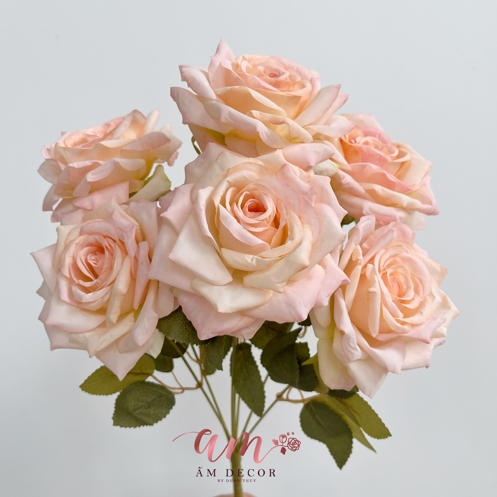 ZCHÙM HOA HỒNG CÁNH NHỌN (Kem)