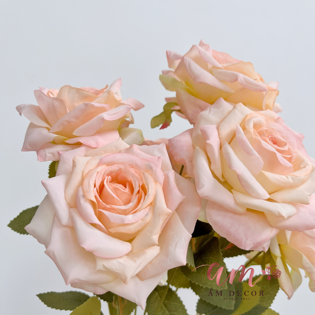 ZCHÙM HOA HỒNG CÁNH NHỌN (Kem)