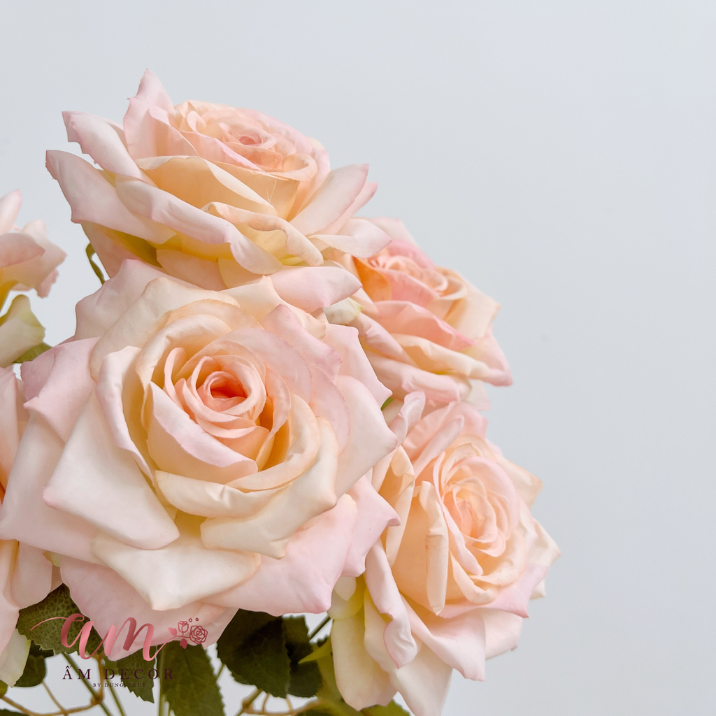 ZCHÙM HOA HỒNG CÁNH NHỌN (Kem)