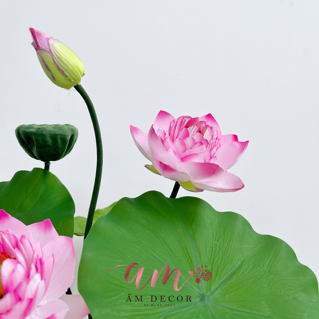 CHÙM SEN THÁI NHÍ