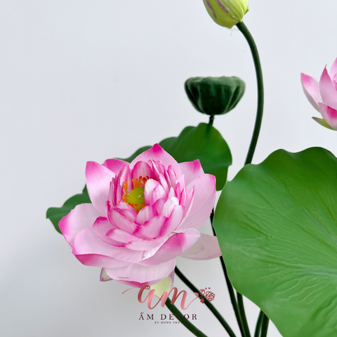  CHÙM SEN THÁI NHÍ 