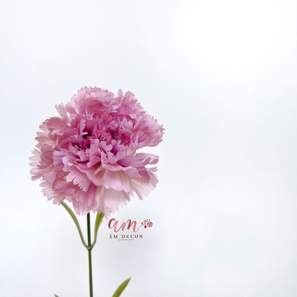 ZCẨM CHƯỚNG KÉP NỞ (HỒNG TÍM)