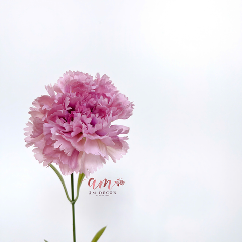  CẨM CHƯỚNG KÉP NỞ (HỒNG TÍM) 