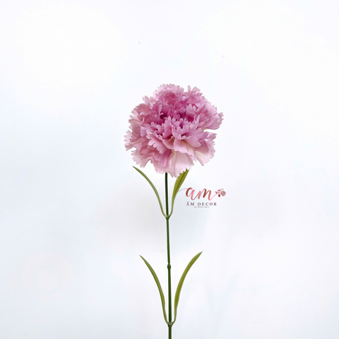  CẨM CHƯỚNG KÉP NỞ (HỒNG TÍM) 