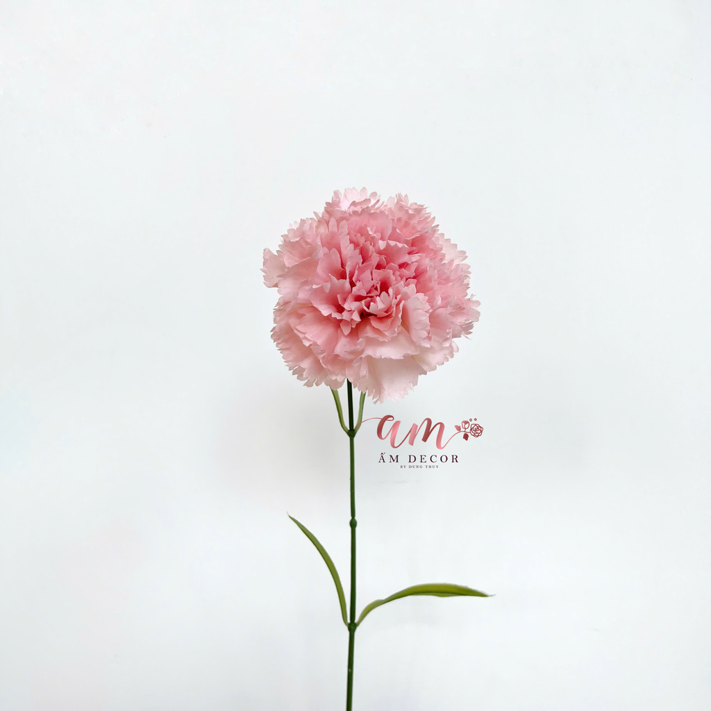 ZCẨM CHƯỚNG KÉP NỞ (HỒNG NHẠT)