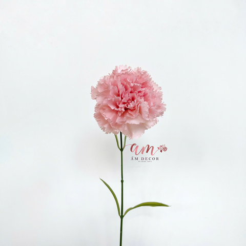  CẨM CHƯỚNG KÉP NỞ (HỒNG NHẠT) 