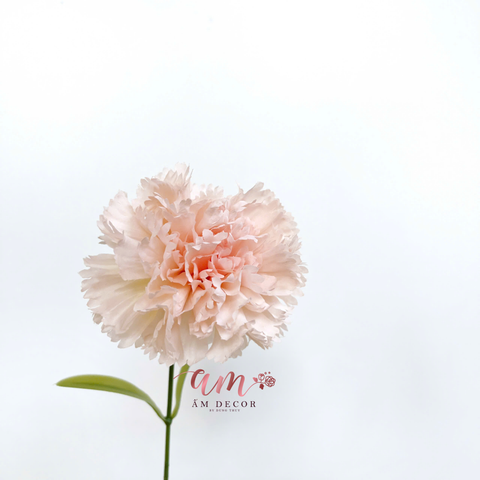  CẨM CHƯỚNG KÉP NỞ (HỒNG KEM) 