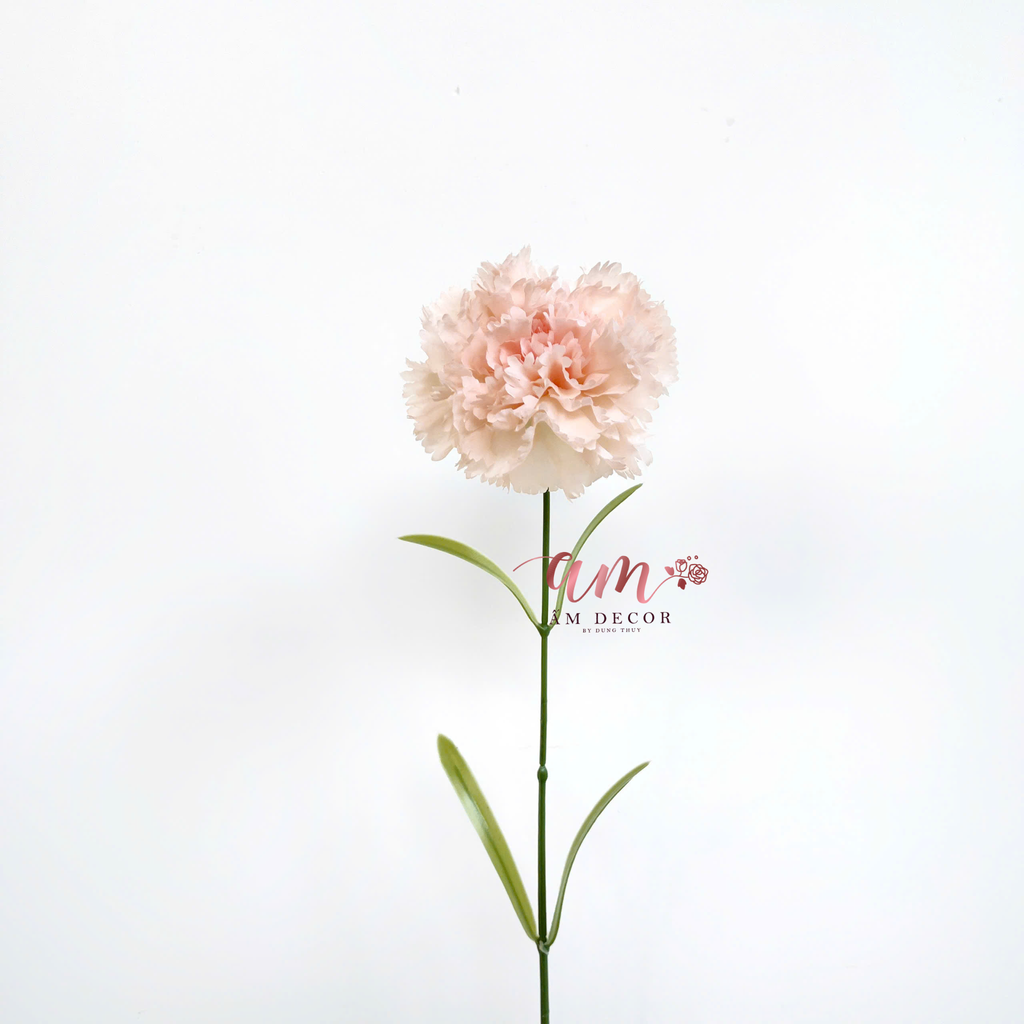 CẨM CHƯỚNG KÉP NỞ (HỒNG KEM)