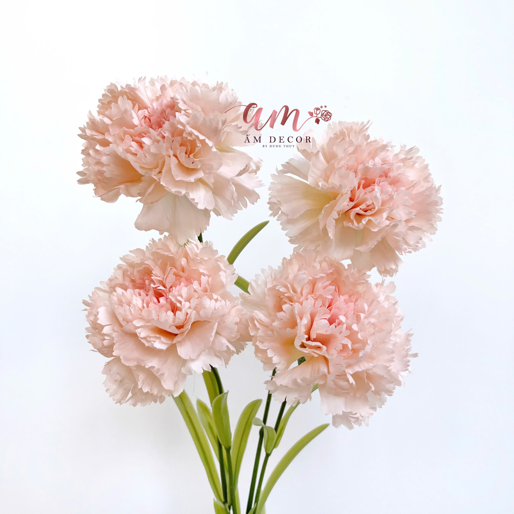 CẨM CHƯỚNG KÉP NỞ (HỒNG KEM)