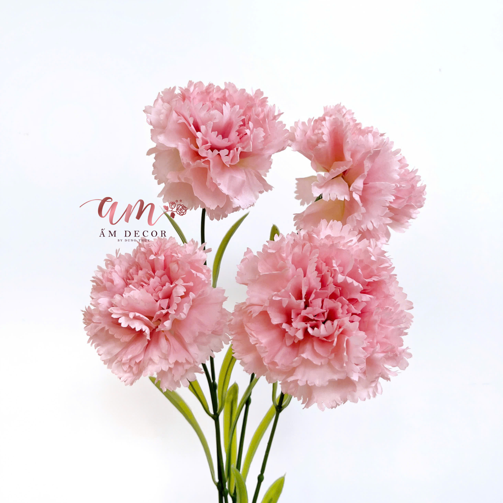 ZCẨM CHƯỚNG KÉP NỞ (HỒNG NHẠT)