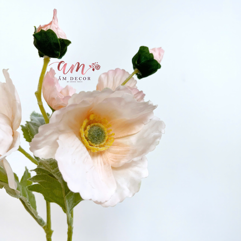  ANH TÚC CÀNH NGẮN (CAM NHẠT) 