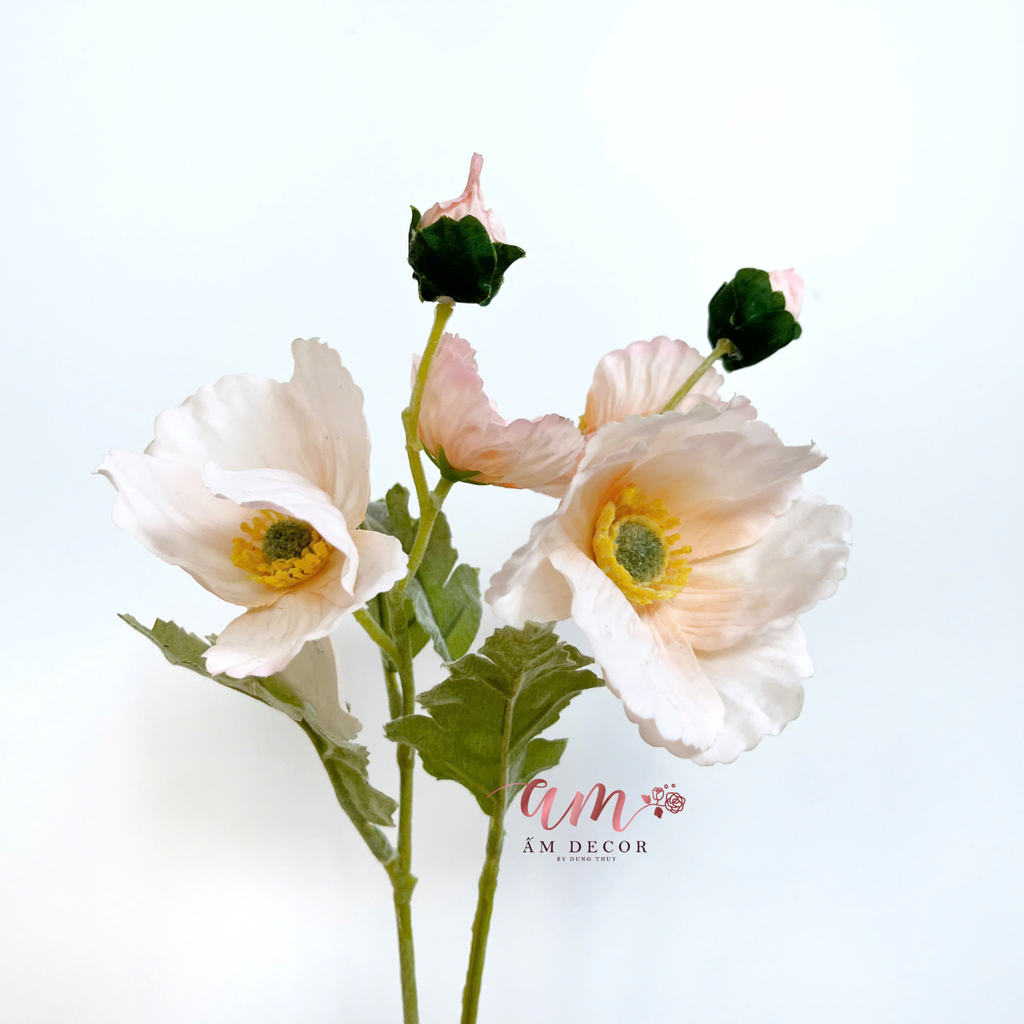 ZANH TÚC CÀNH NGẮN (CAM NHẠT)