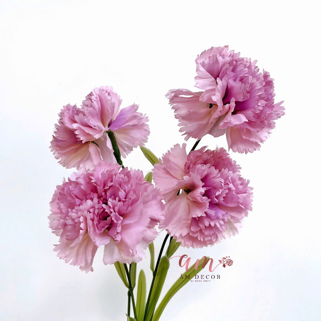 ZCẨM CHƯỚNG KÉP NỞ (HỒNG TÍM)