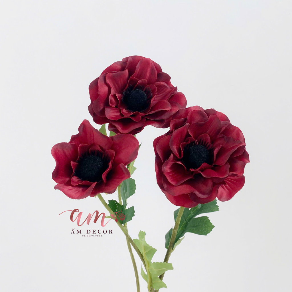 HOA HẢI QUỲ (ĐỎ)