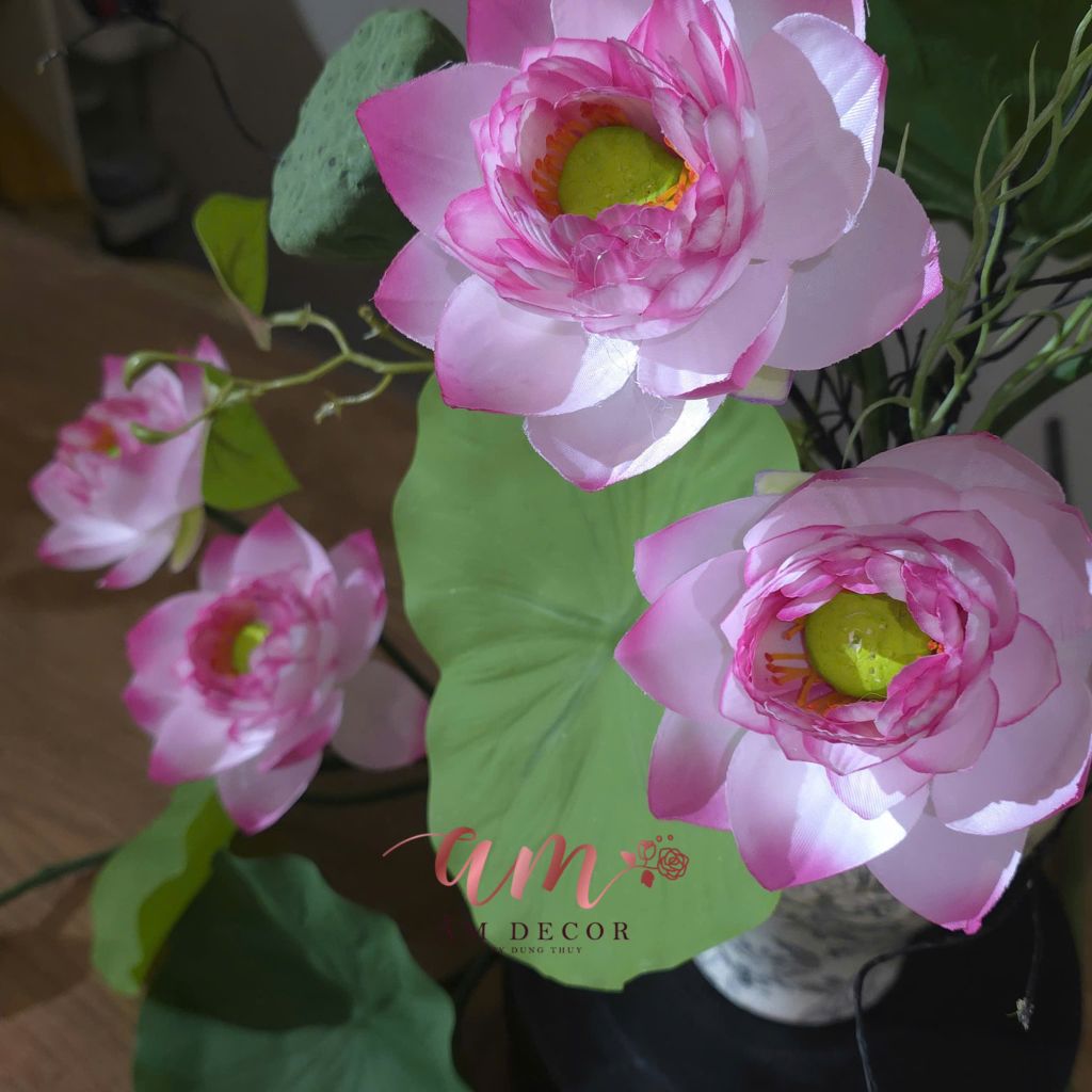 ZBÌNH HOA CLASSIC LOTUS