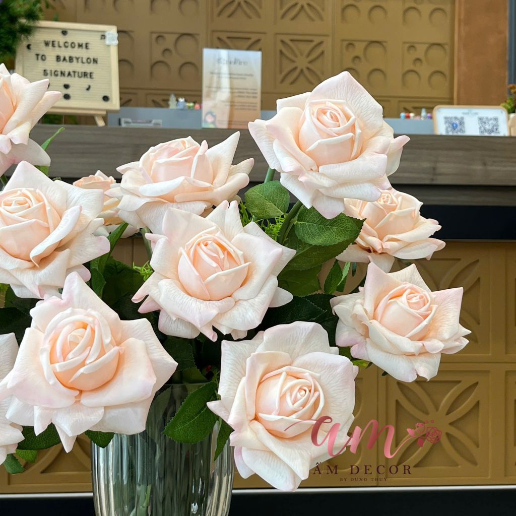 ZBÌNH HOA AUSTIN ROSE