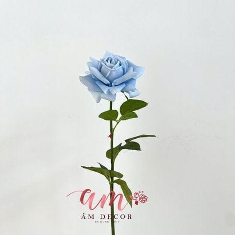  AUSTIN HOA HỒNG (Xanh Dương) 