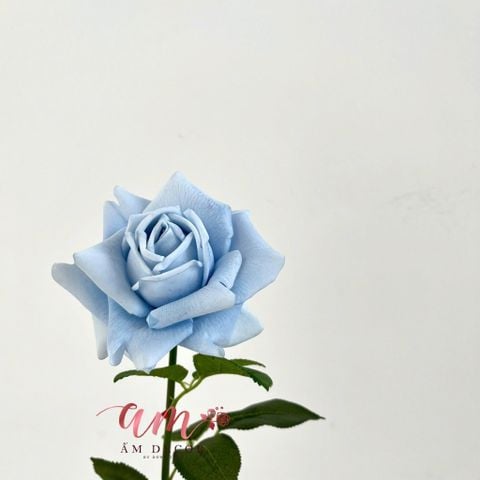  AUSTIN HOA HỒNG (Xanh Dương) 