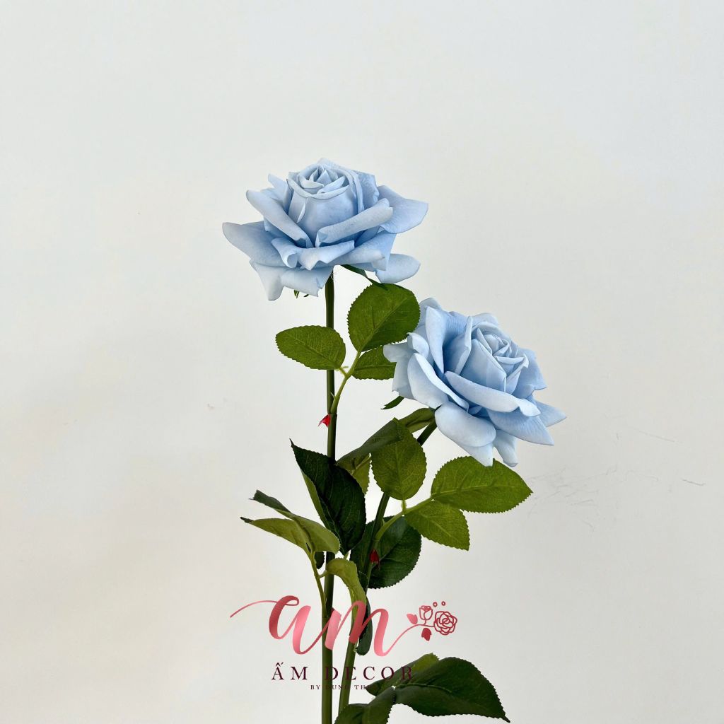 AUSTIN HOA HỒNG (Xanh Dương)