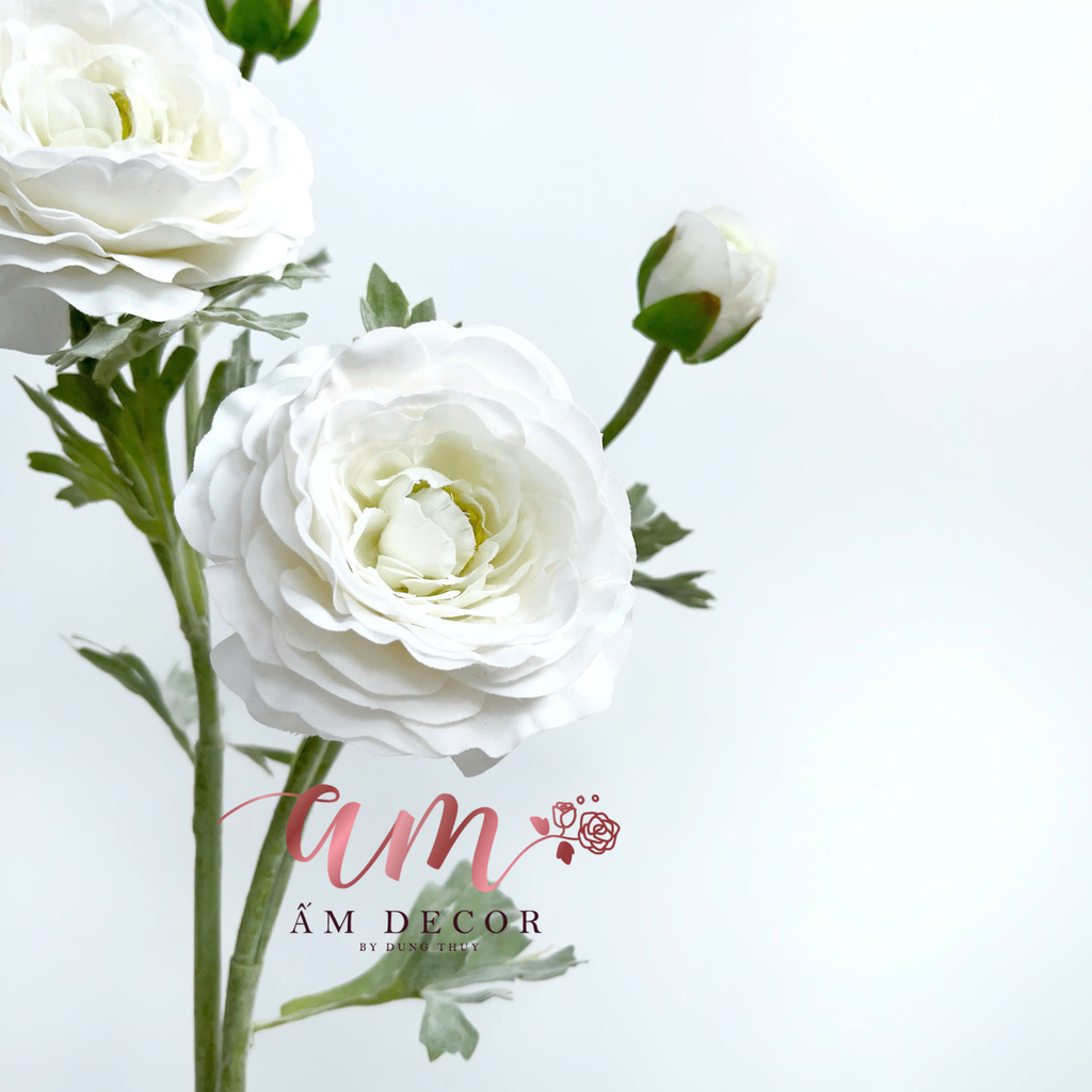 MAO LƯƠNG MẪU ĐƠN (Trắng)