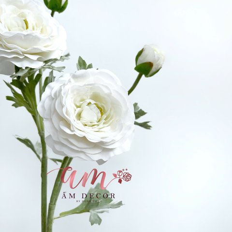  MAO LƯƠNG MẪU ĐƠN (Trắng) 