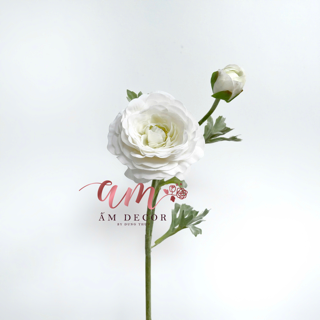 MAO LƯƠNG MẪU ĐƠN (Trắng)