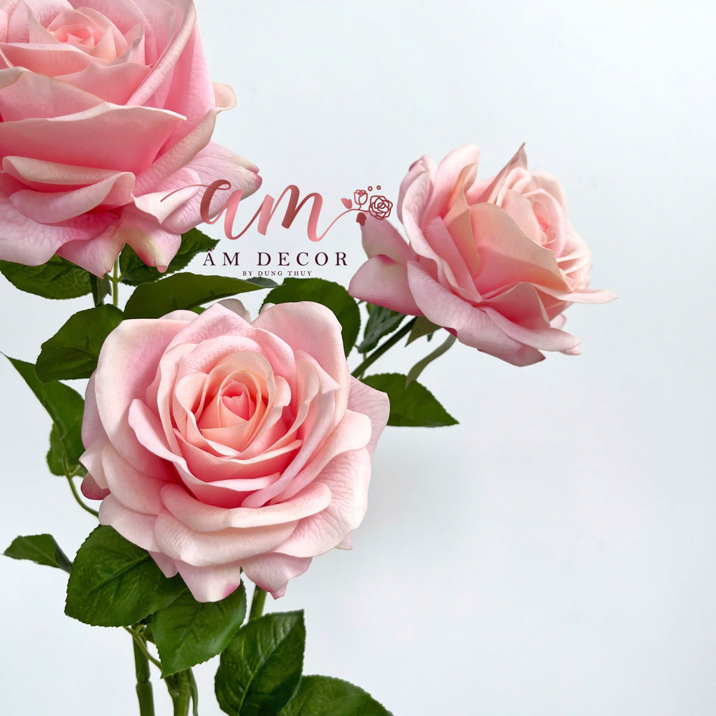 HOA HỒNG NỞ GIỮ ẨM (Hồng Cam)