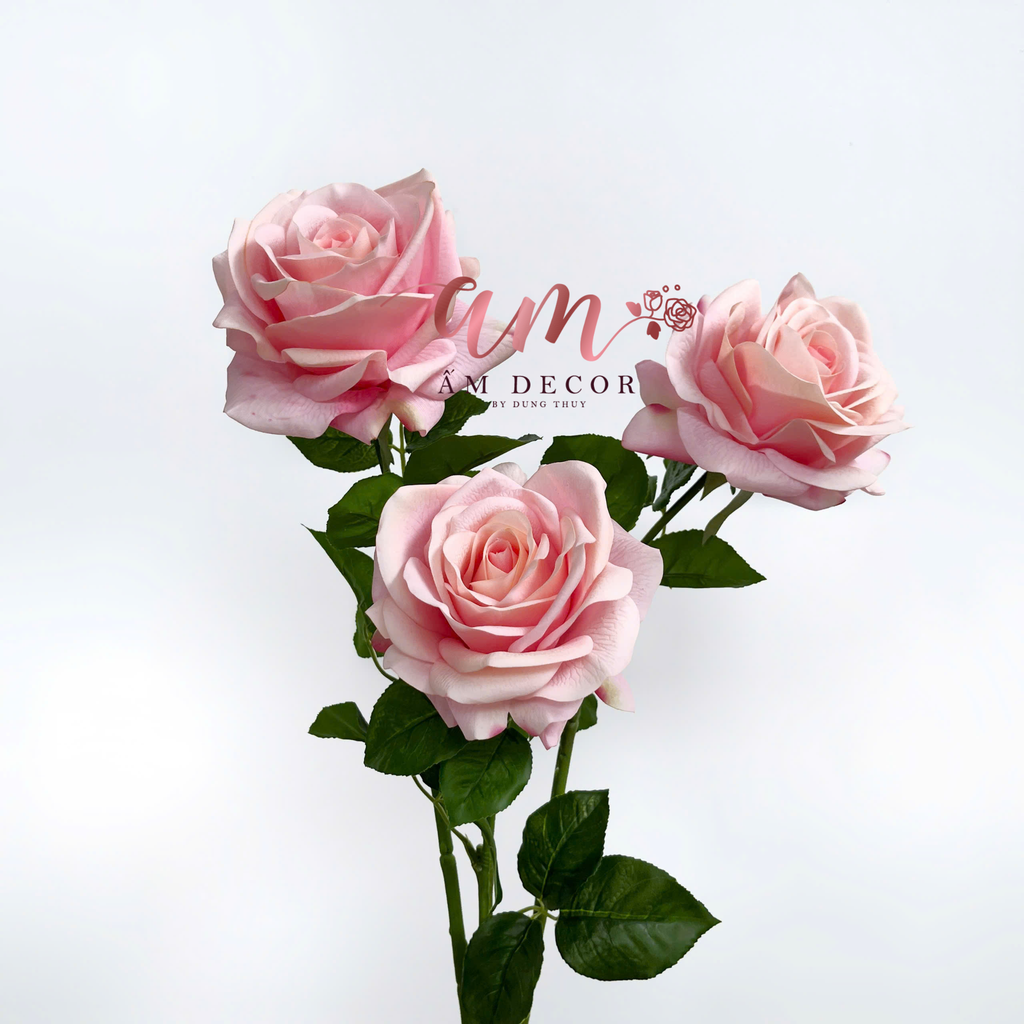 HOA HỒNG NỞ GIỮ ẨM (Hồng Cam)