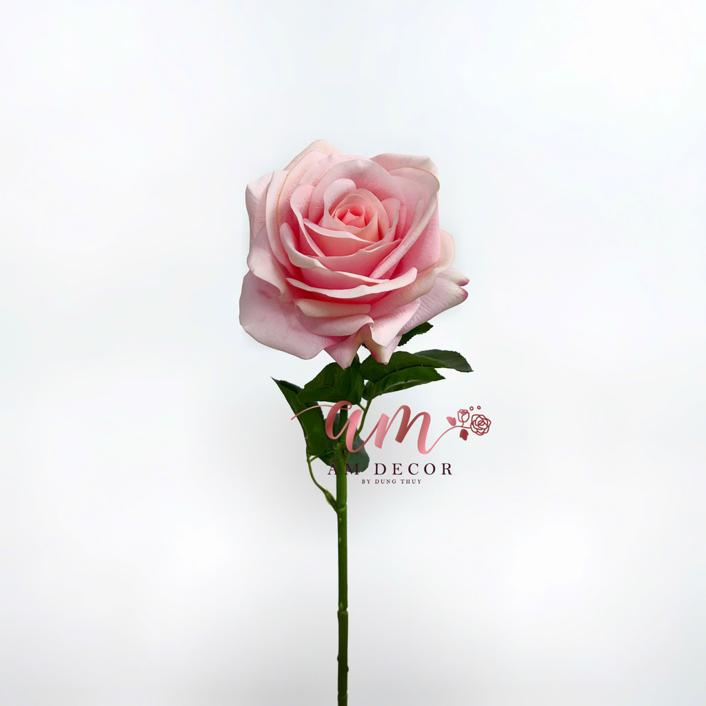 HOA HỒNG NỞ GIỮ ẨM (Hồng Cam)