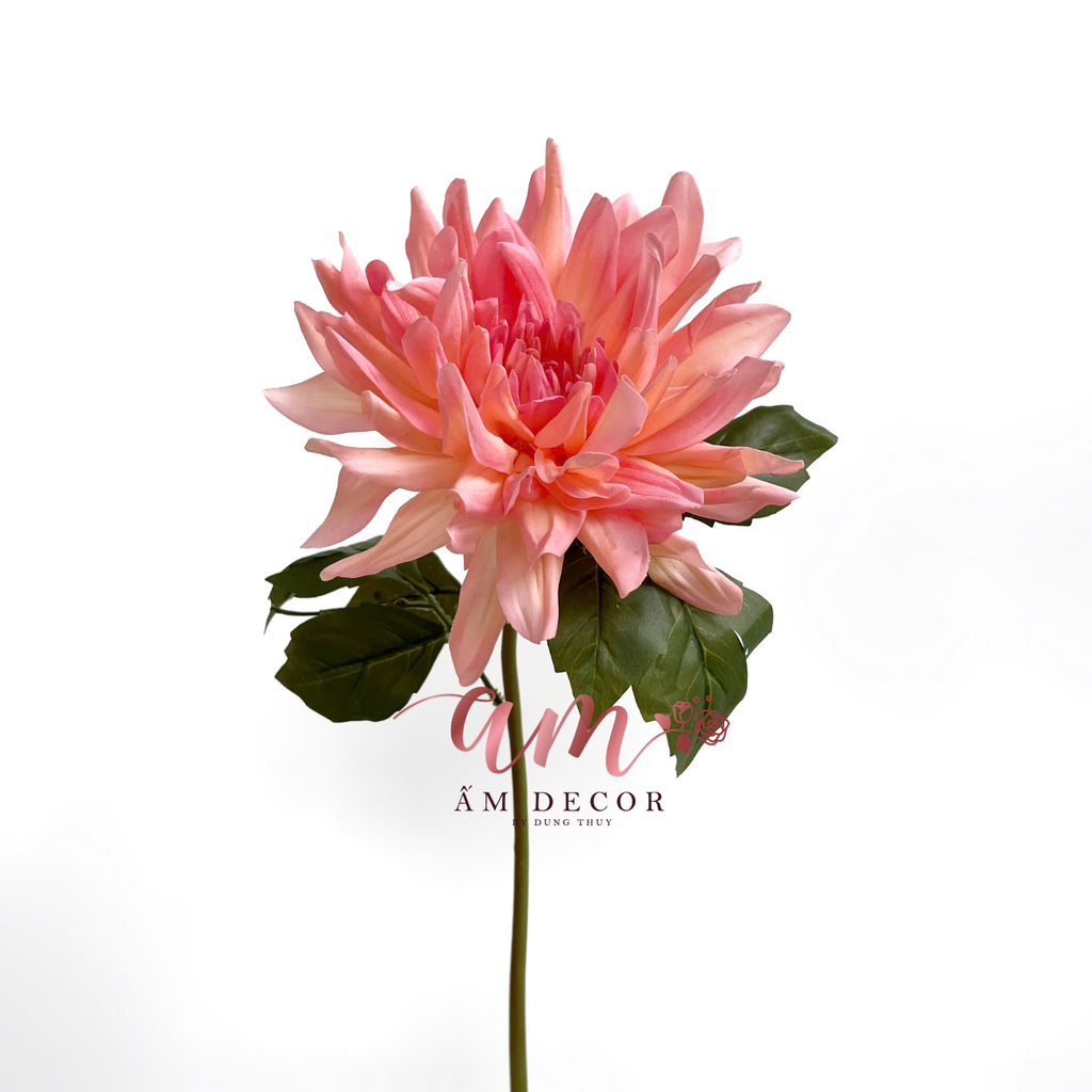 THƯỢC DƯỢC ẨM XỊN KÉP (Kem Cam)