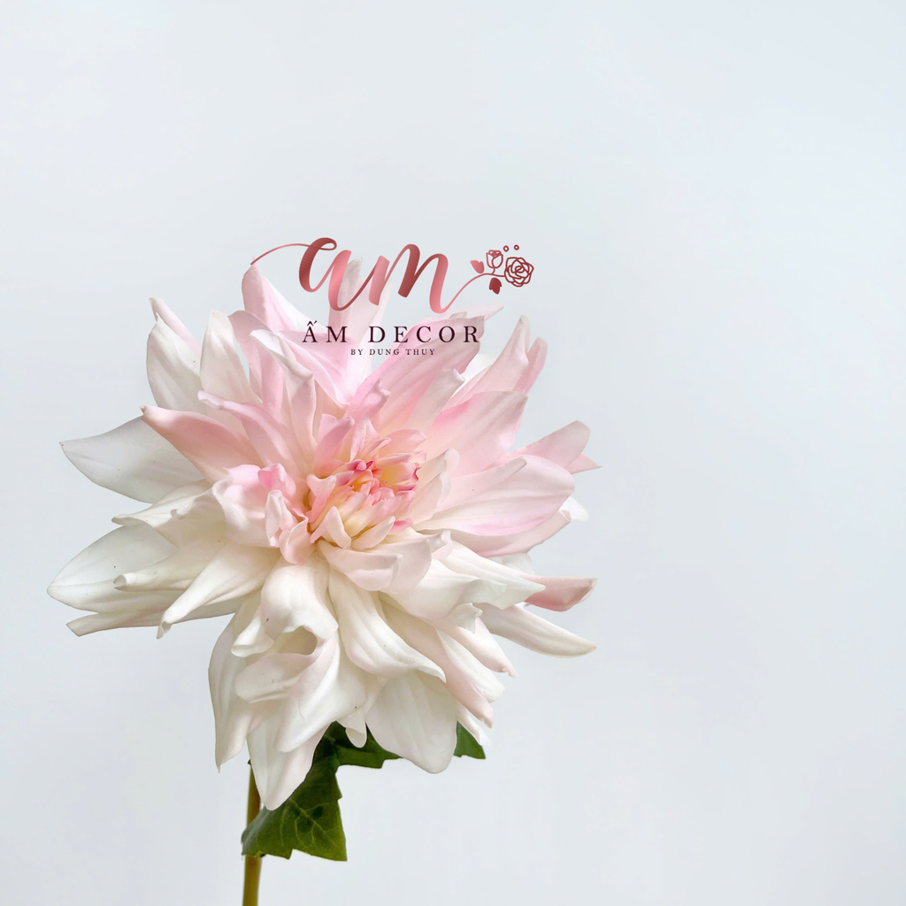 THƯỢC DƯỢC ẨM XỊN KÉP (Trắng Hồng)