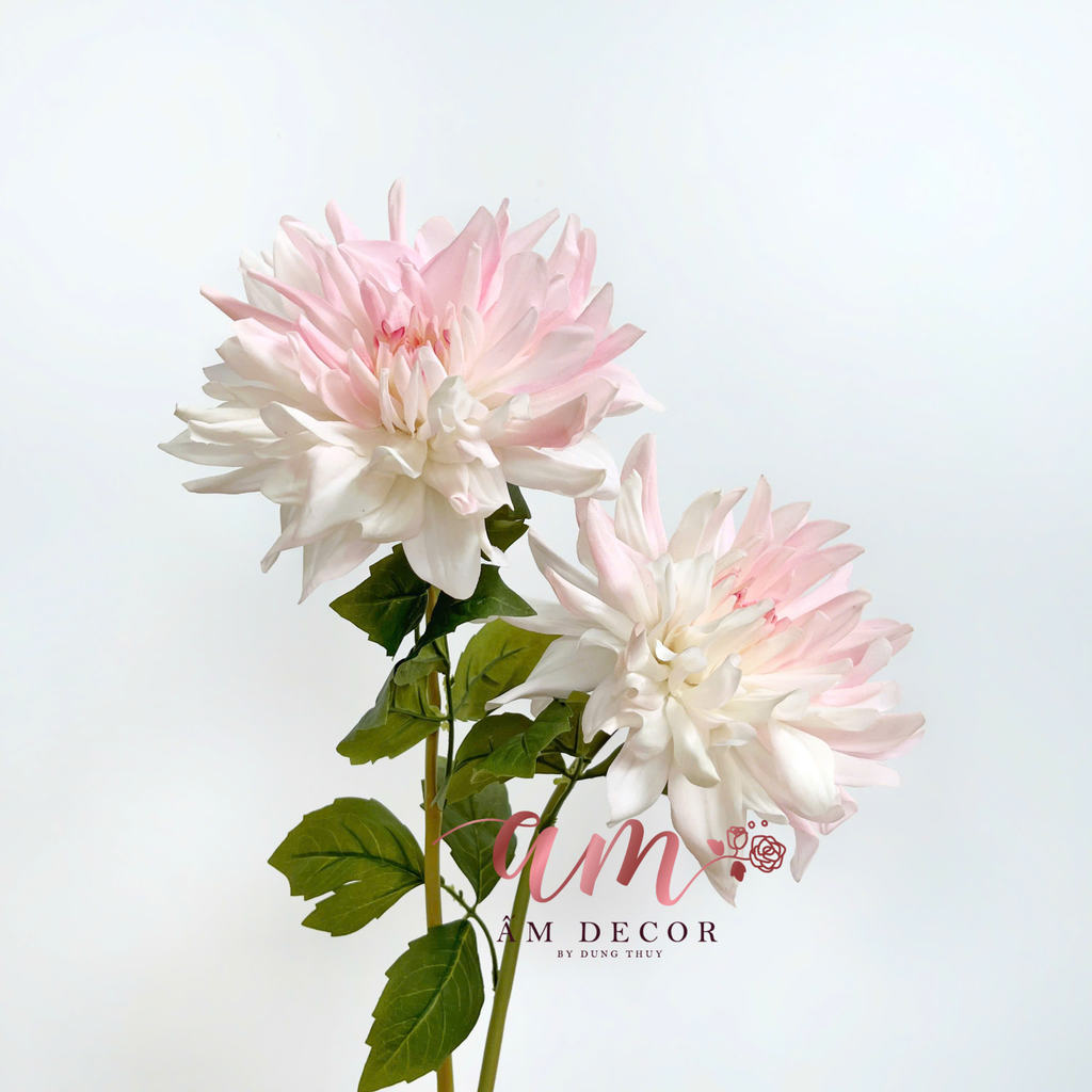 THƯỢC DƯỢC ẨM XỊN KÉP (Trắng Hồng)